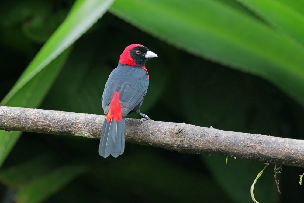 Crimson-collared Tanager